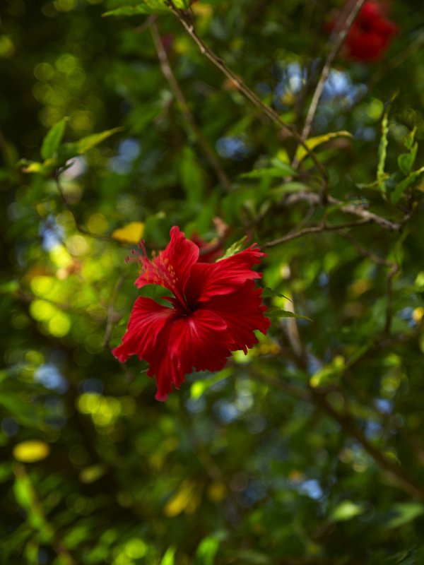 Hibiscus, Champasak, Wat Phu